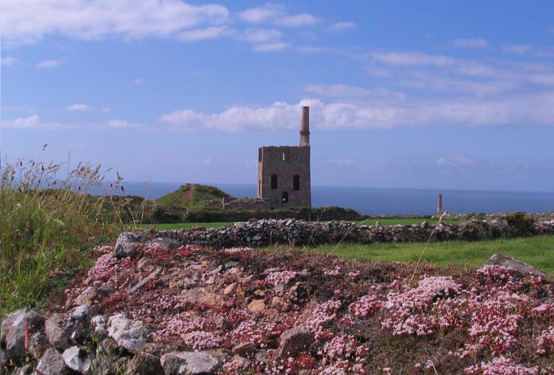 <br>Higher Bal, Levant Mine. Engine house for dual purpose pumping and winding engine. Stonecrop in foreground., Penwith Local History Group