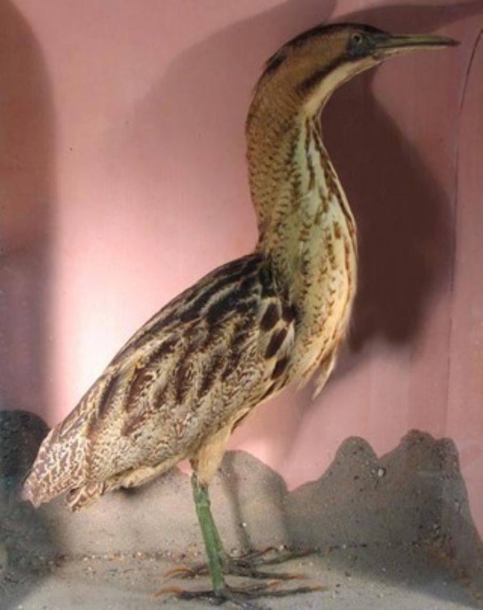 The bittern donated by William Bolitho? (courtesy of Penlee House and Gallery)