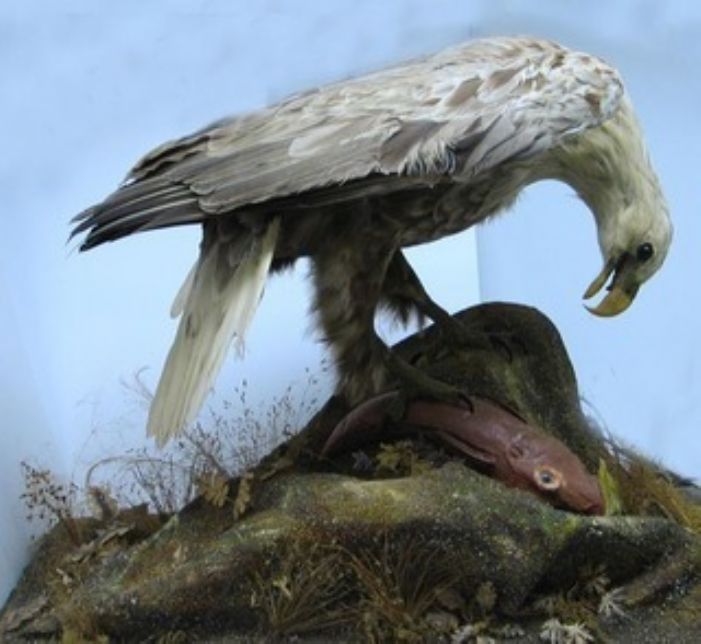 A white tailed sea eagle, perhaps the one donated by John Millett (courtesy of Penlee House and Gallery)