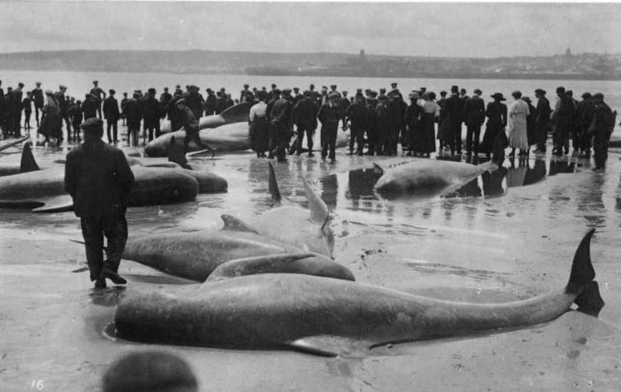 Beached whales at Longrock, Penzance, in July 1911, quite a crowd (photo: Morrab Library Photo Archive)